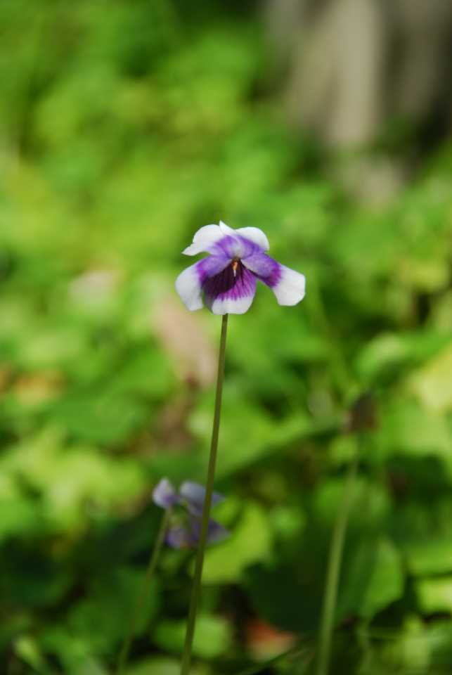 Our plant of the month is Viola hederacea (Native violet), a ground cover that spreads from runners. It has kidney shaped leaves and white and purple flowers. A damp position in a shady spot is preferable and it looks lovely trailing from a hanging basket. Image Mary Boyce