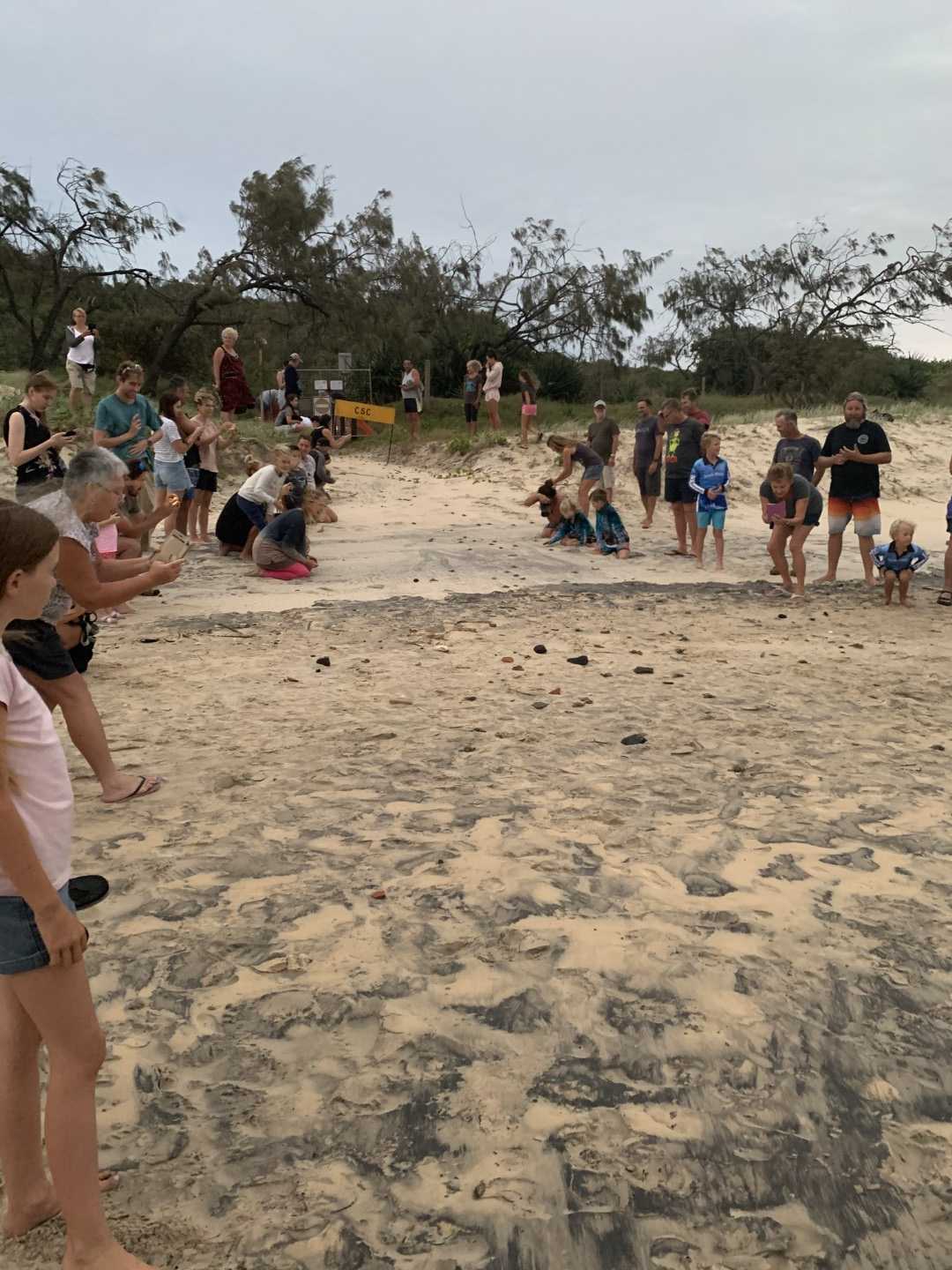 Coastcare - Baby turtles making their way to the water during a Loggerhead turtle nest hatching at Rainbow Beach. Photo: Danielle Bowden