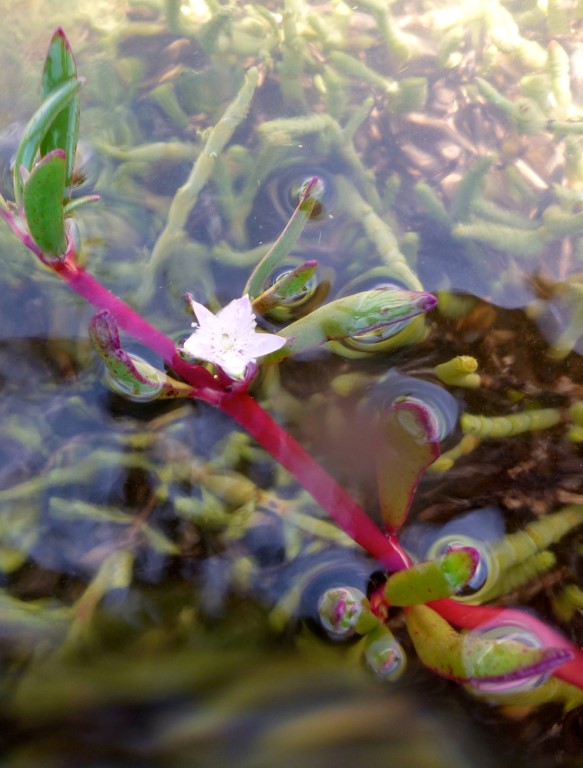 Luscious new carpet of Sea purslane at king tide
