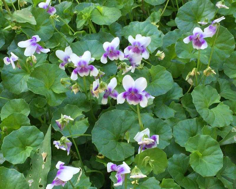 Comm City Farm - Viola hederacea enjoys the shade