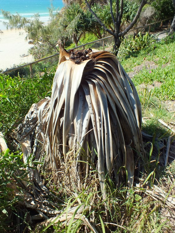 Dieback is rampant in our pandanus
