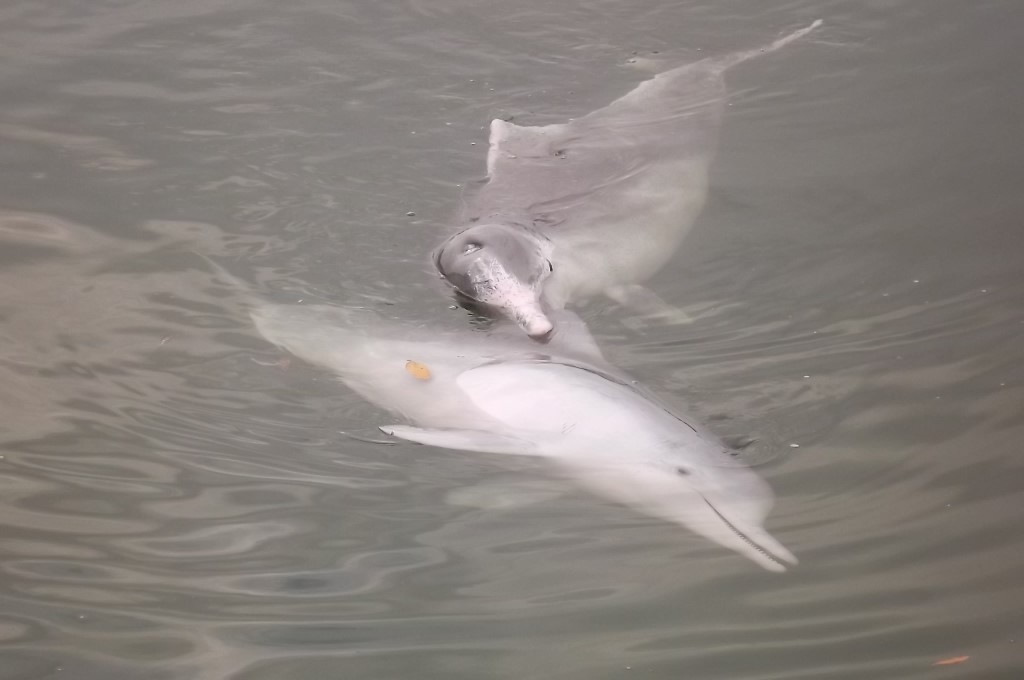 Dolphins an international attraction