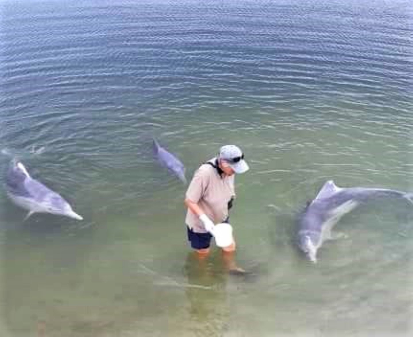 The Tin Can Bay dolphins are waiting for you to revisit soon! Here with one of coordinators Lyn McPherson