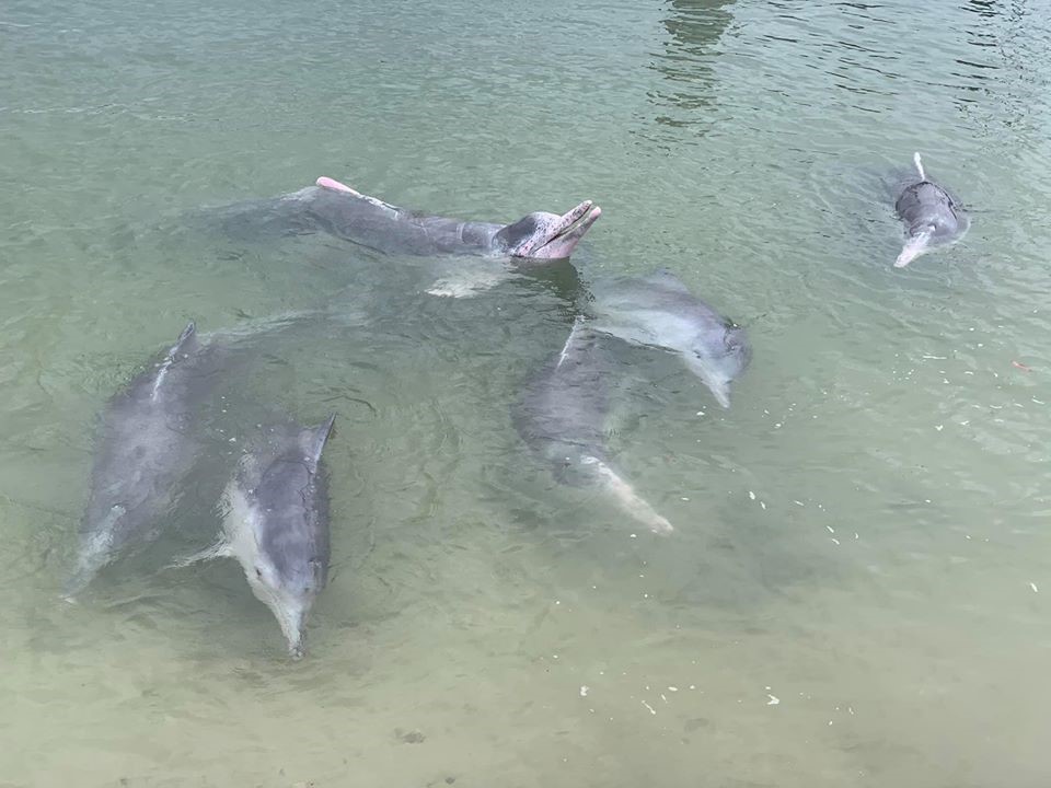 Dolphin feeding at Tin Can Bay March 2020
