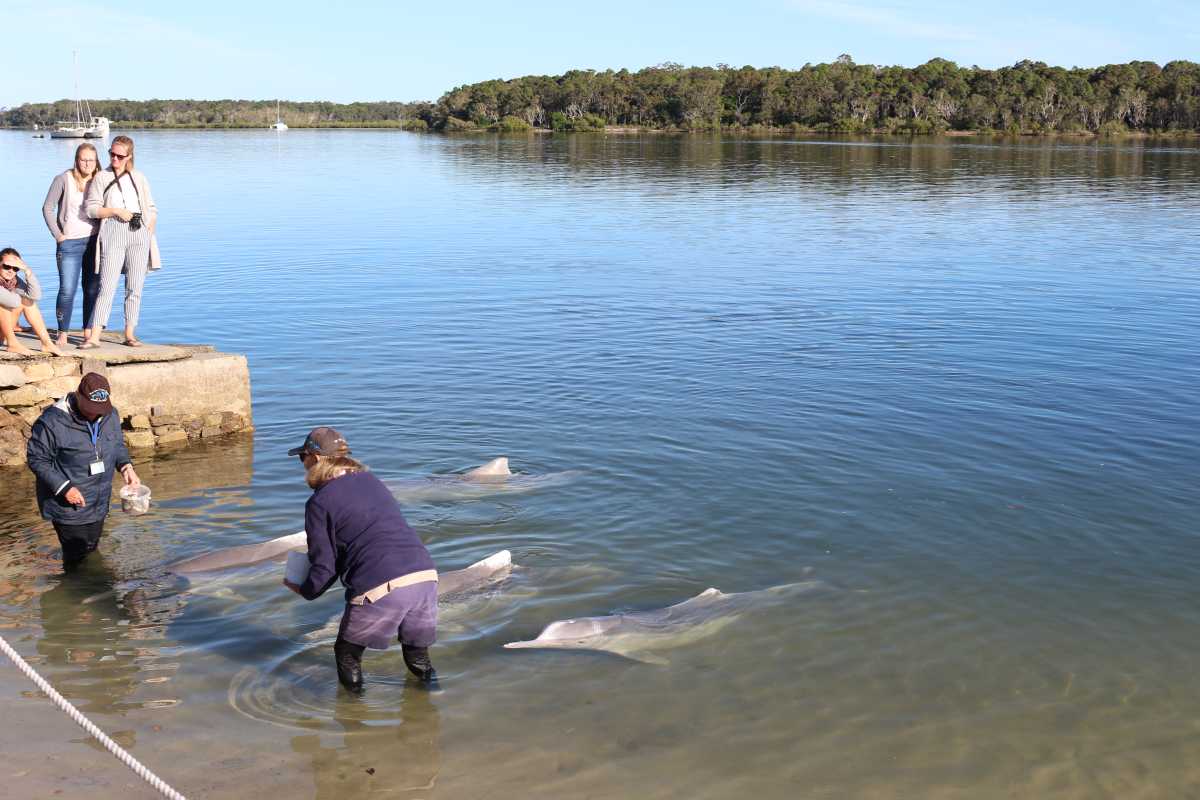 Bring your visitors to meet our friendly local Australian Humpback Dolphins