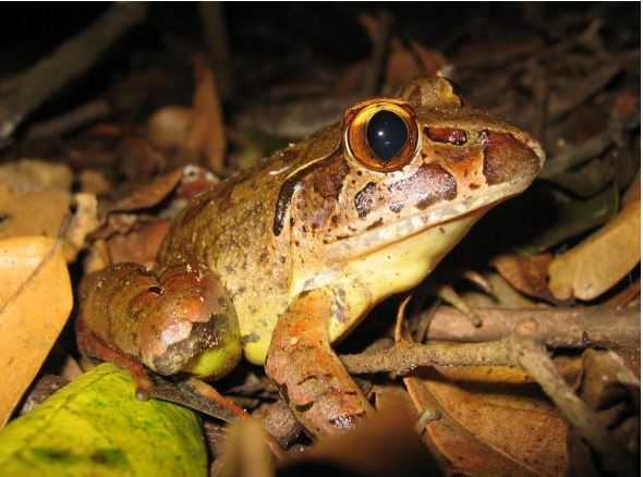This is the month for frog spotting - you could find a Giant Barred Frog like this one photographed by Eva