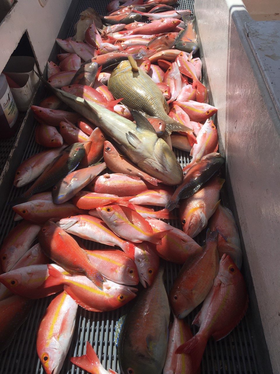 A nice mixed bag caught on Baitrunner