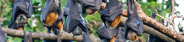 Stay away from bats!
