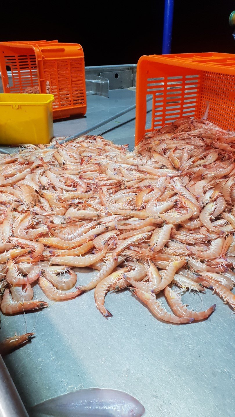 Fresh prawn catch by Scott Reibel on local trawler Reward 11 working off Fraser Island last week