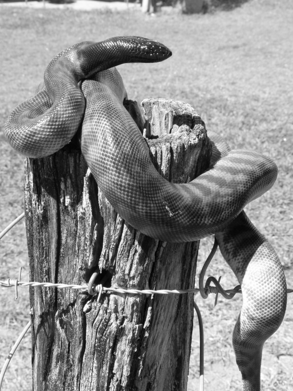 historical cooloola snakebite