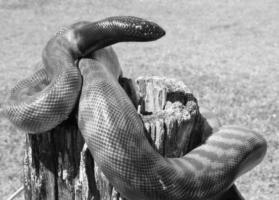 Historical Cooloola - Treatment of Snake-Bite
