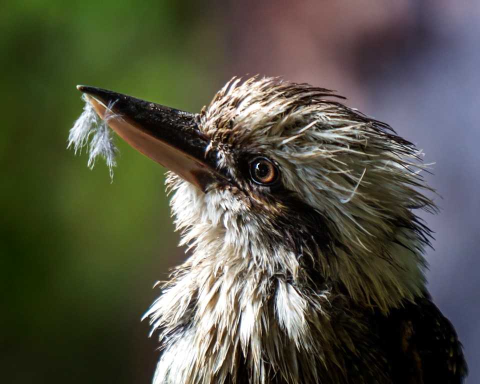The Tin Can Bay Camera Club awarded Ron Johnson an A Grade Honour for his Kookaburra- what animals can you find on your holiday?
