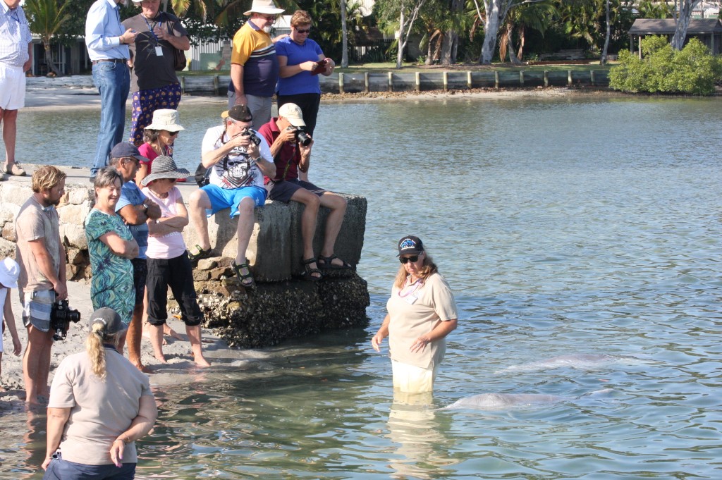 Our Tin Can Bay dolphins were a popular attraction through the holidays, and good numbers of international travellers are visiting daily