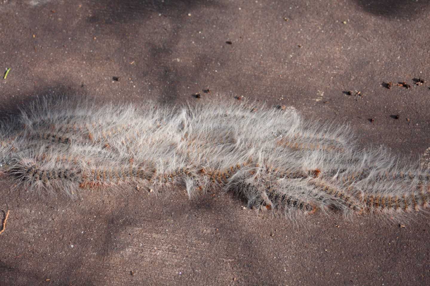 Itchy Grubs
