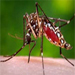 Wet weather means more mozzies
