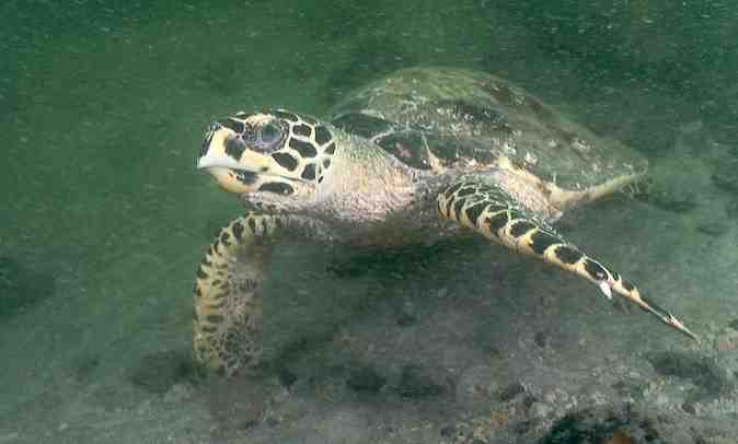 One aim of the project is to bring back more fish, and more locals like this hawksbill turtle - Images by Josh Jensen, Unders