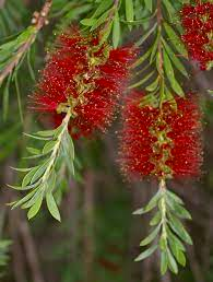 Melaleuca pachyphylla [syn. Callistemon pachyphyllus] - Wallum Bottlebrush