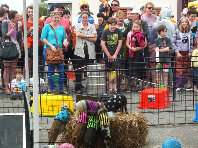 The famous Peak Crossing Mini-Pig Races are coming to town!