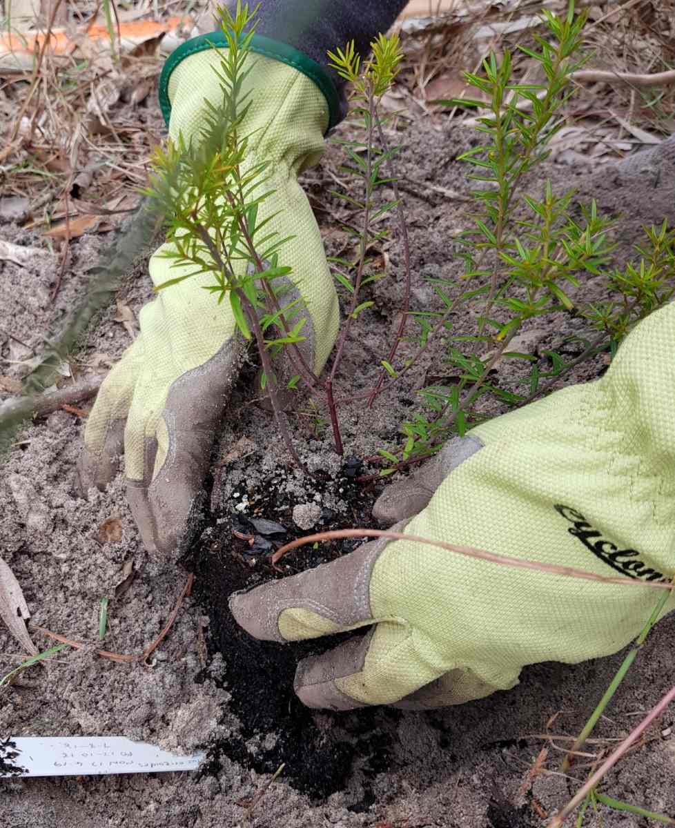 Community Planting Day in Tin Can Bay