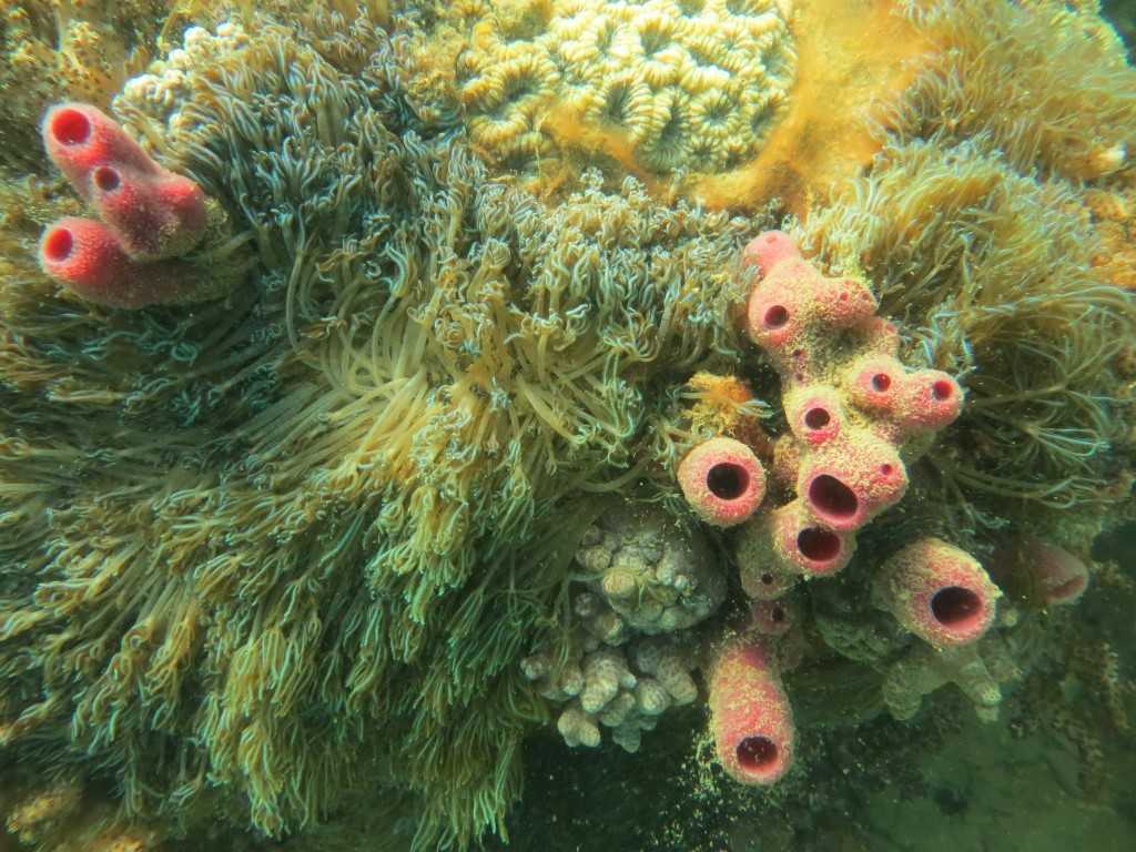 reef-check-sept-16