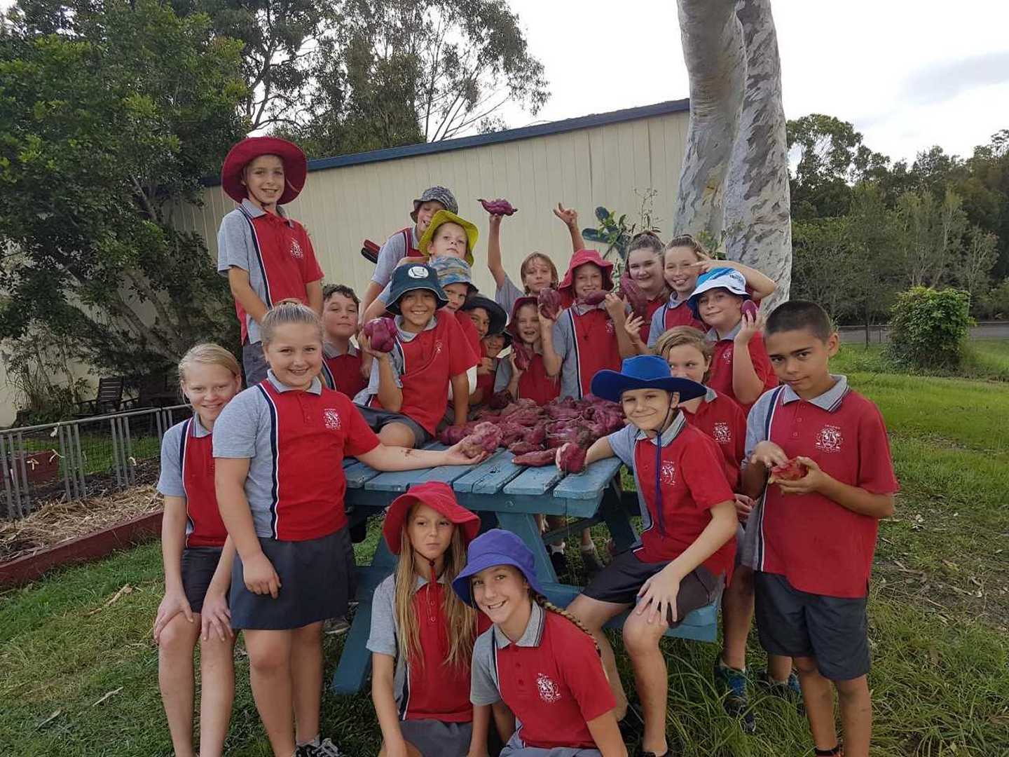 Titch, Miss Turner and Miss Topalov guided Year 5/6 students to help plant seeds for the class garden and dig up some yummy sweet potatoes - they found more than 60!