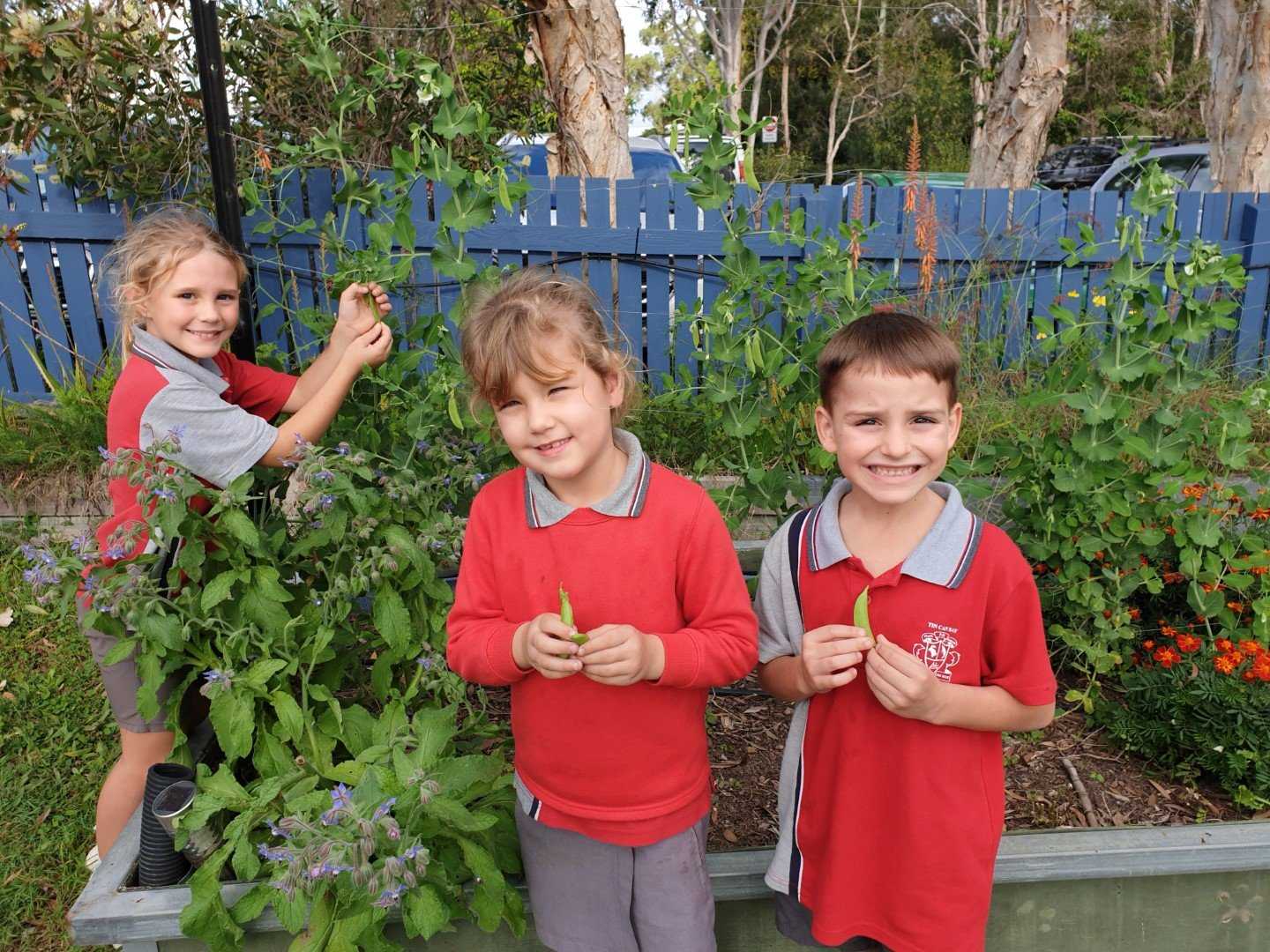 Tin Can Bay State School - The Garden Club has been harvesting fresh vegetables this month!