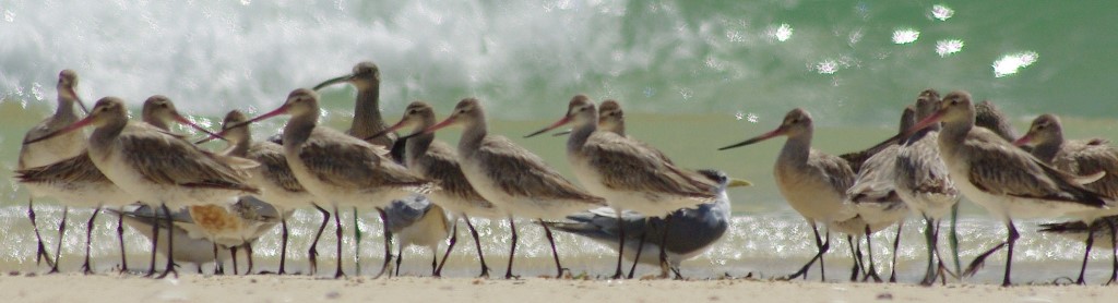 shorebirds jan 15 BAGO_MIXED2 (2)