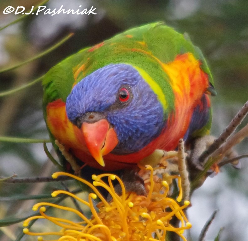 Aussie Backyard Bird Count