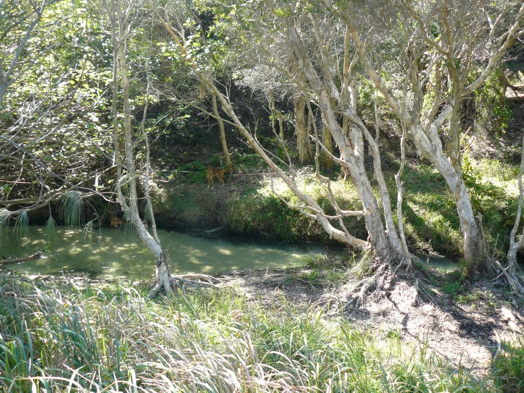 Smoke Alert – Southern Fraser Island, Great Sandy National Park