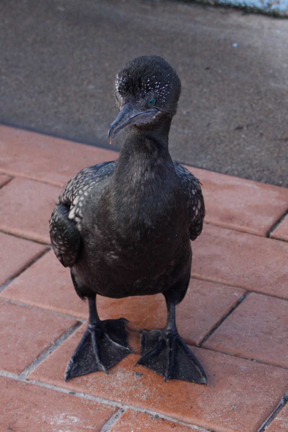 Cormorants are causing havoc with the dolphin’s fish