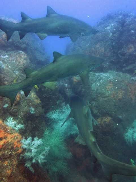 We deliver one of Australia’s best shark dives - here are some of our local grey nurse sharks