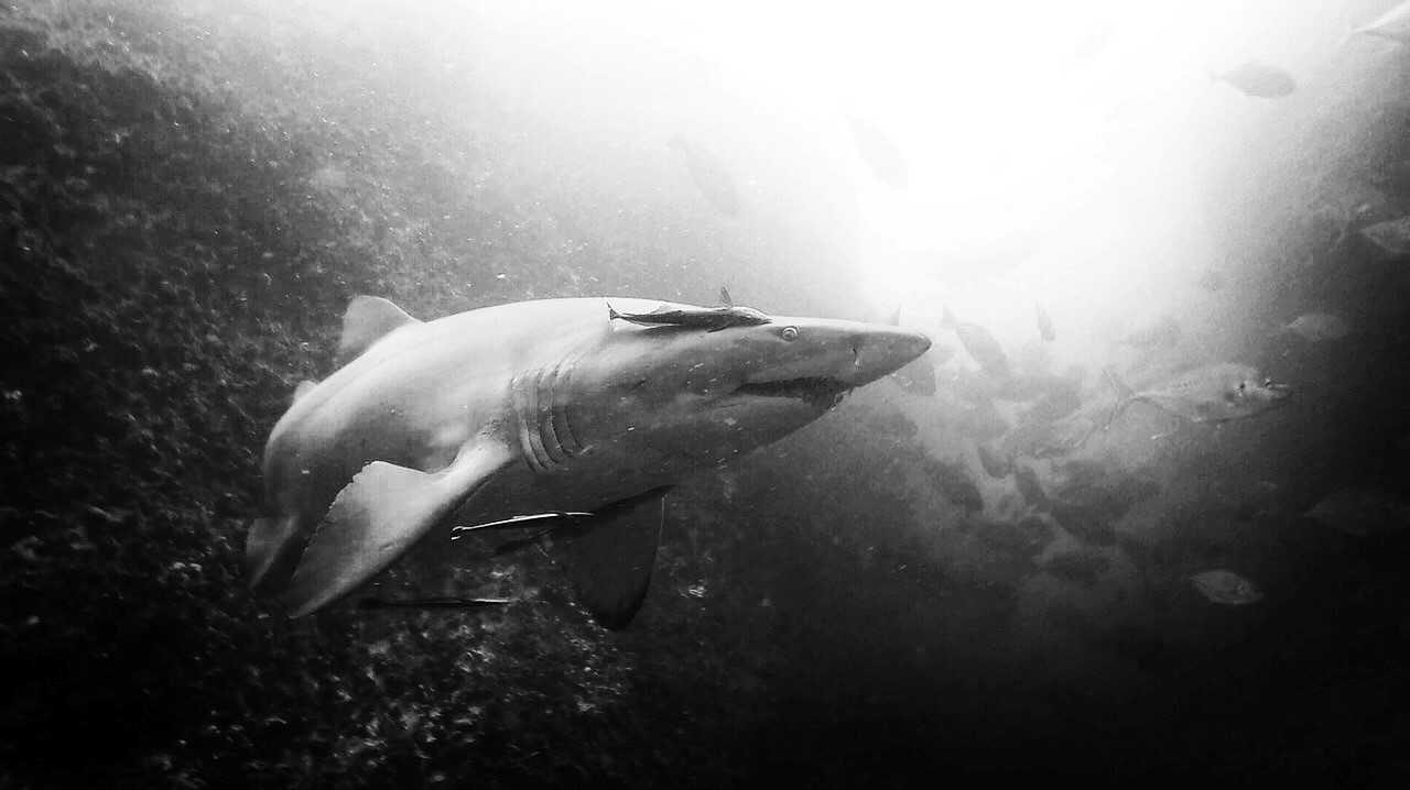Wolf Rock Dive says it is mating time for grey nurse sharks