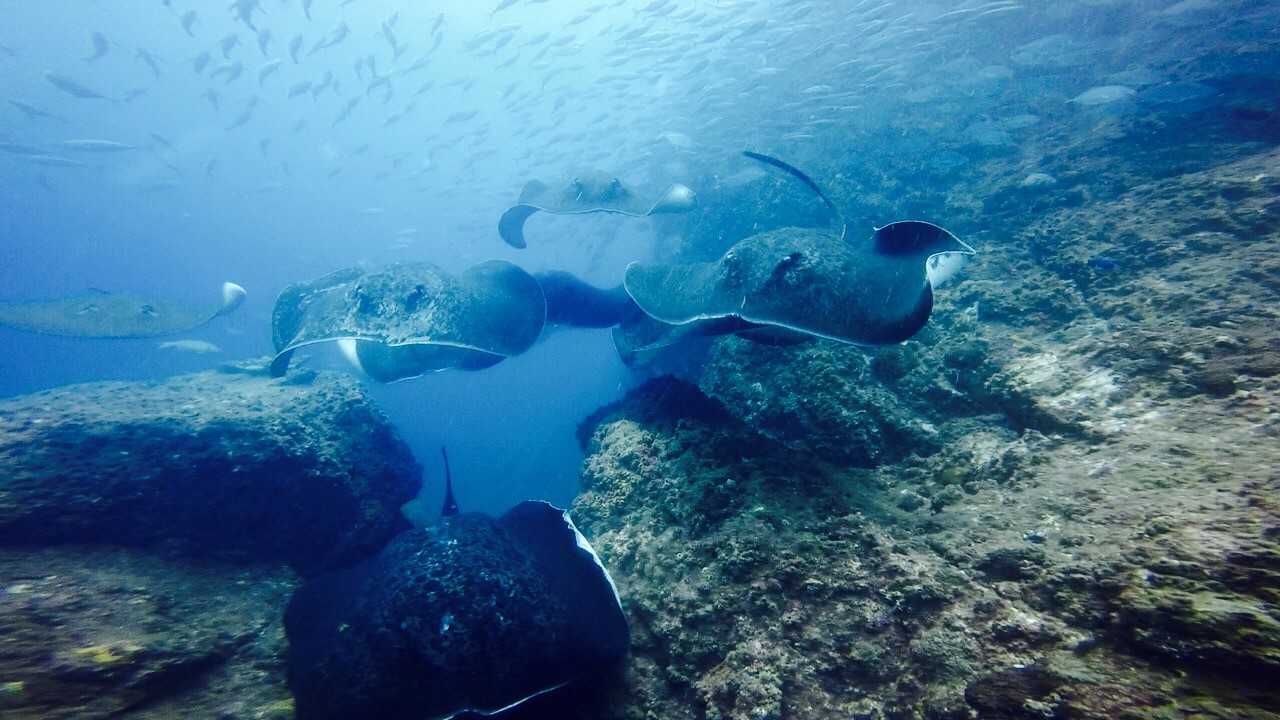 Wolf Rock Dive - Bull rays at Wolf Rock