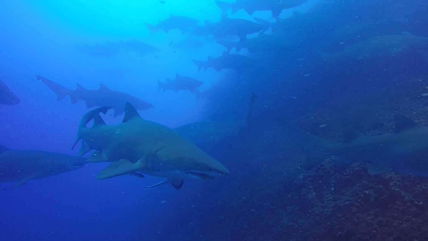 There are about fifty grey nurse sharks daily on a Wolf Rock Dive 