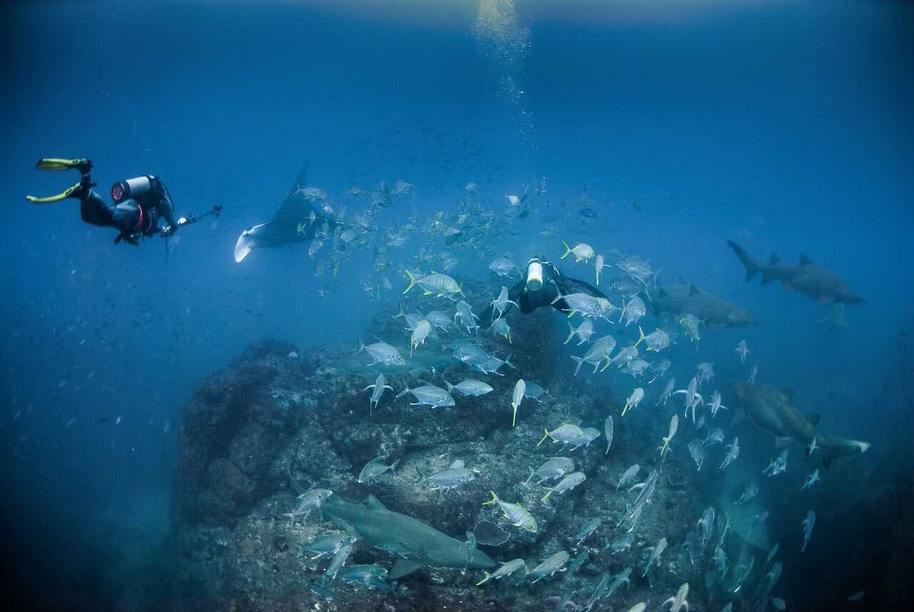 Tourism - Wolf Rock Dive