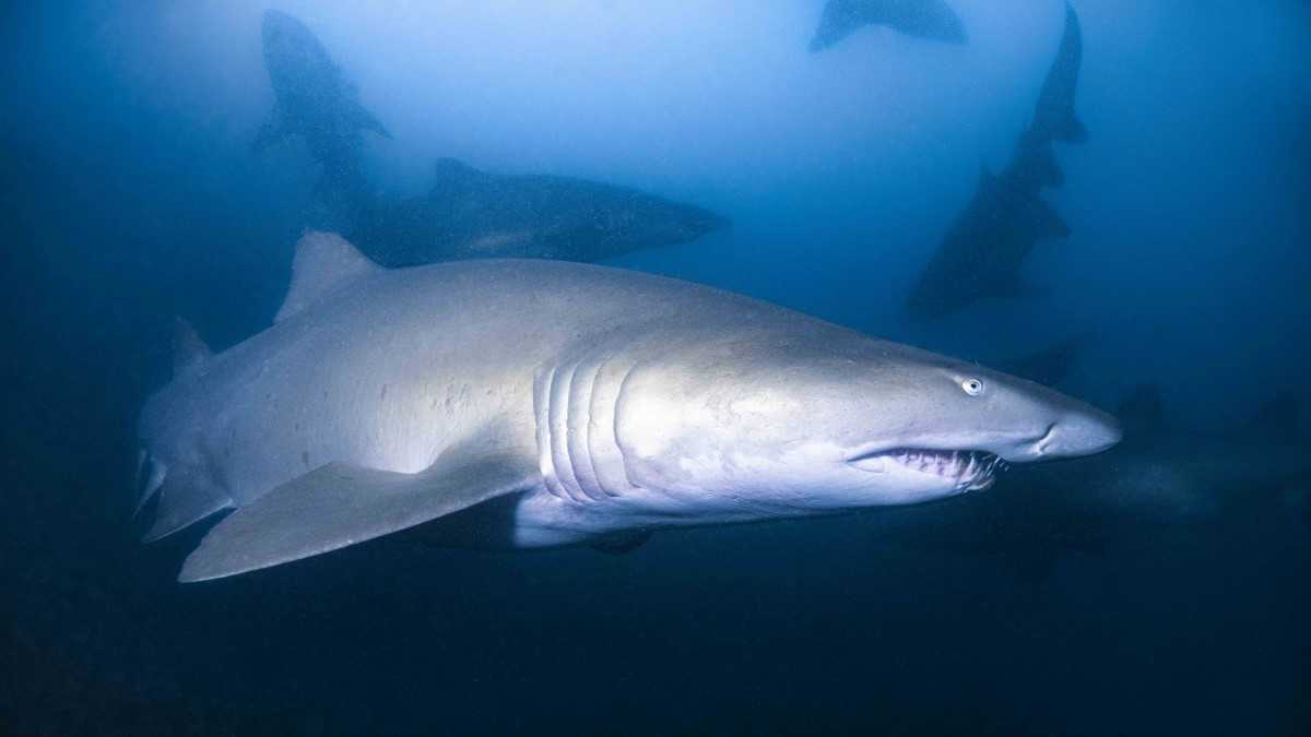Divers note a major breakthrough in Grey Nurse Shark research Image Justin Cally