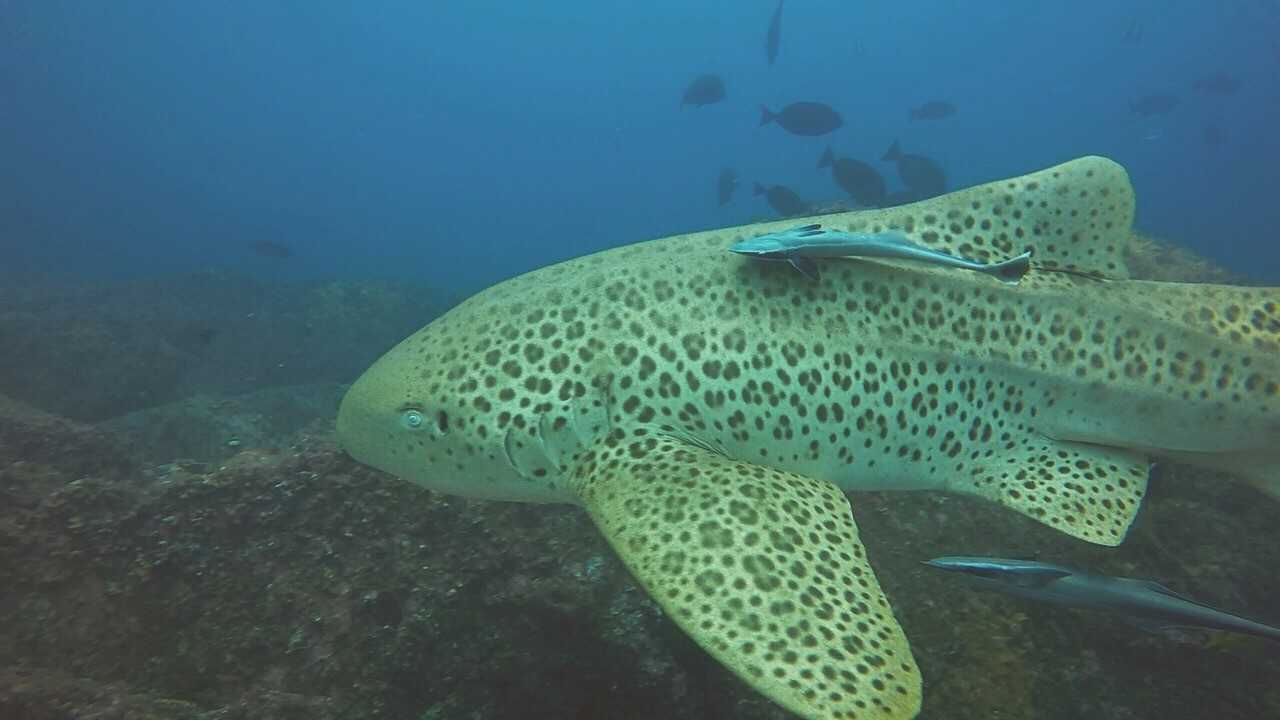 Leopard sharks sightings have increased