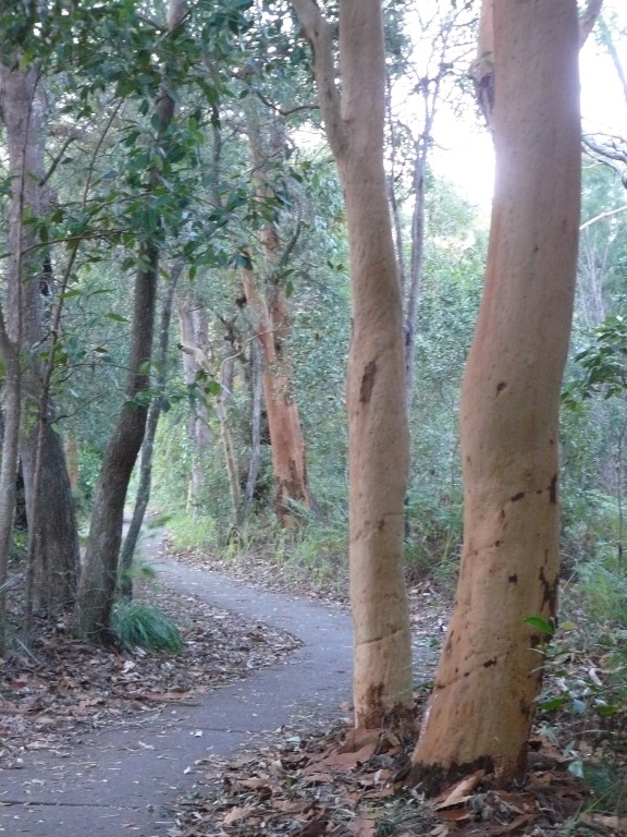 The plan is to create trails highlighting scenic points of interest, however there is no mention of a boardwalk along the Rainbow Beach foreshore - the current path is beside the road