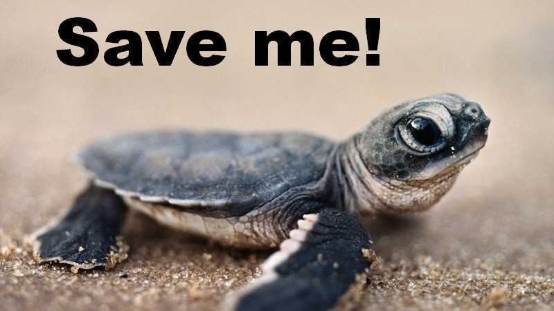 Sea Turtle baby