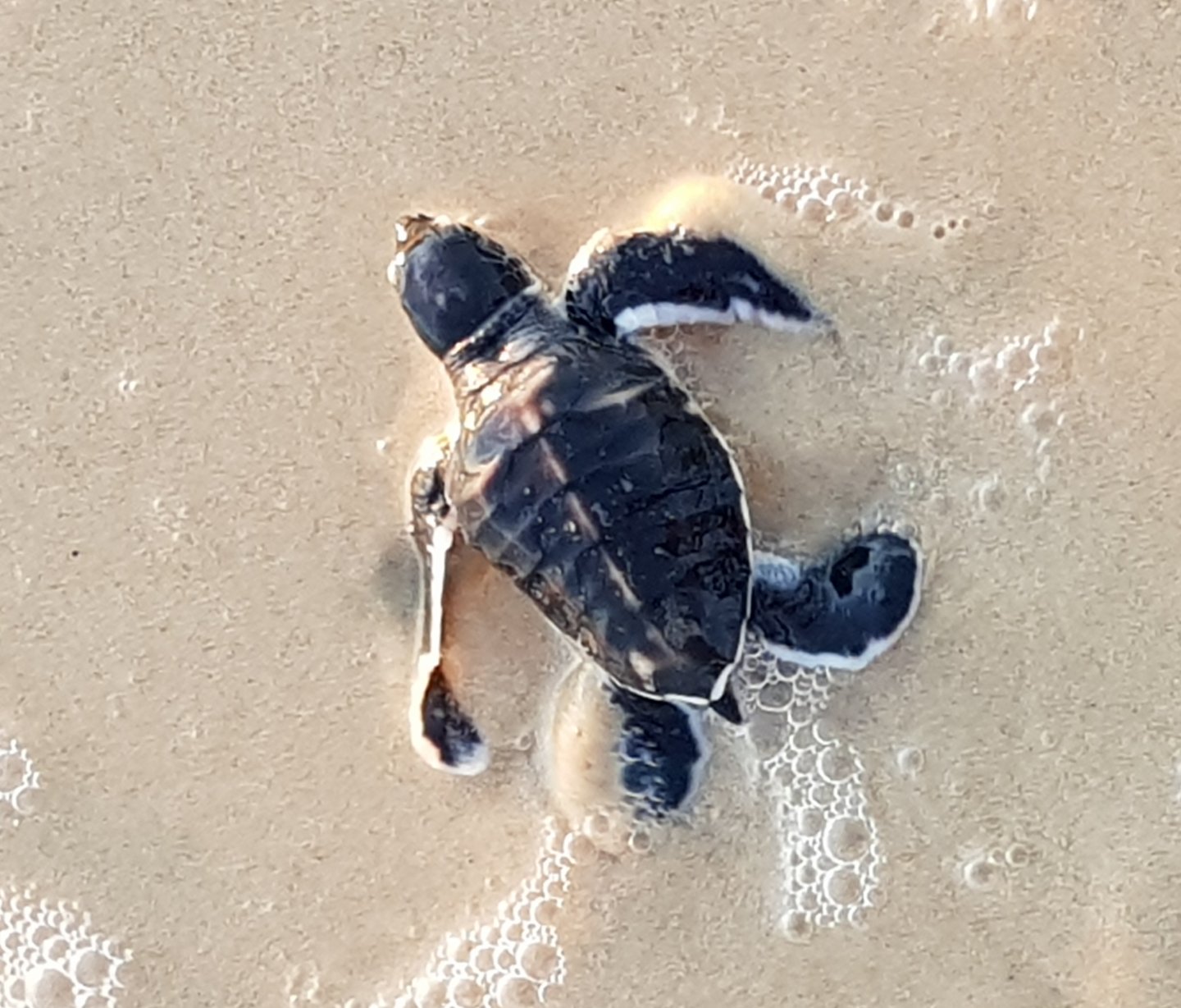 Photo by Turtlecare volunteer Jan Waters - one of the latest hatchlings to make it to the water alive and well at Rainbow Bea