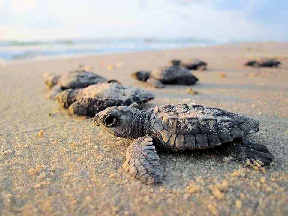 Marine turtles hatching on the beach. Photo credit: cooloolacoastcare.org.au