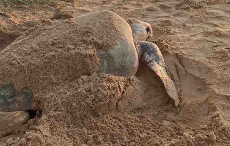 Turtle time again!
