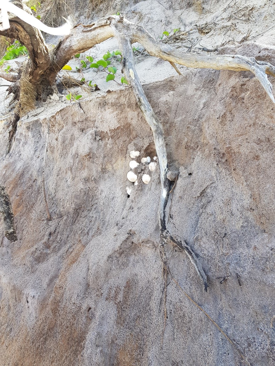 Turtle Nest - photo by Jan Waters - May 2020