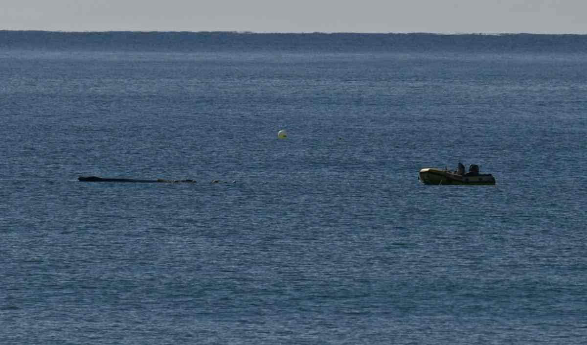 The whale being rescued from the nets. Photo by Dave Turnbull. Printed with permission.