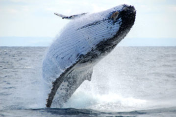 Look out, there are whales about