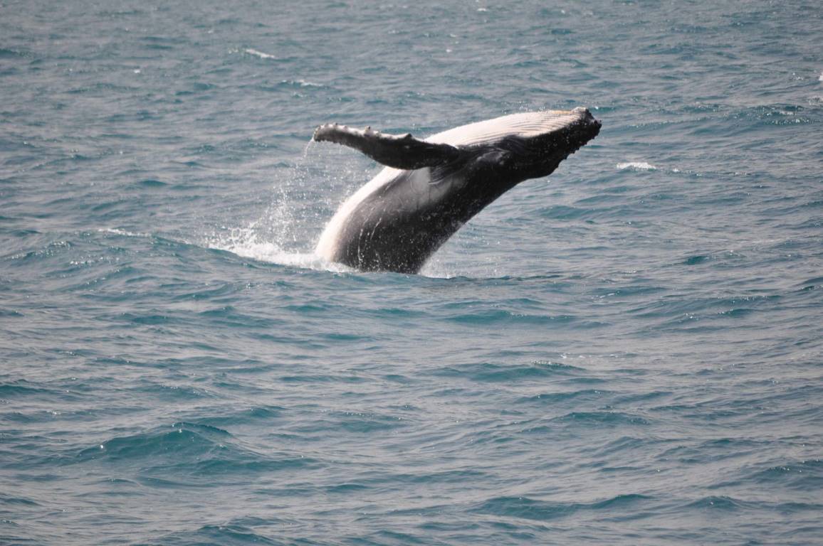 Whale season has begun Image courtesy Cooloola Coastcare, see their article on page 12-13.