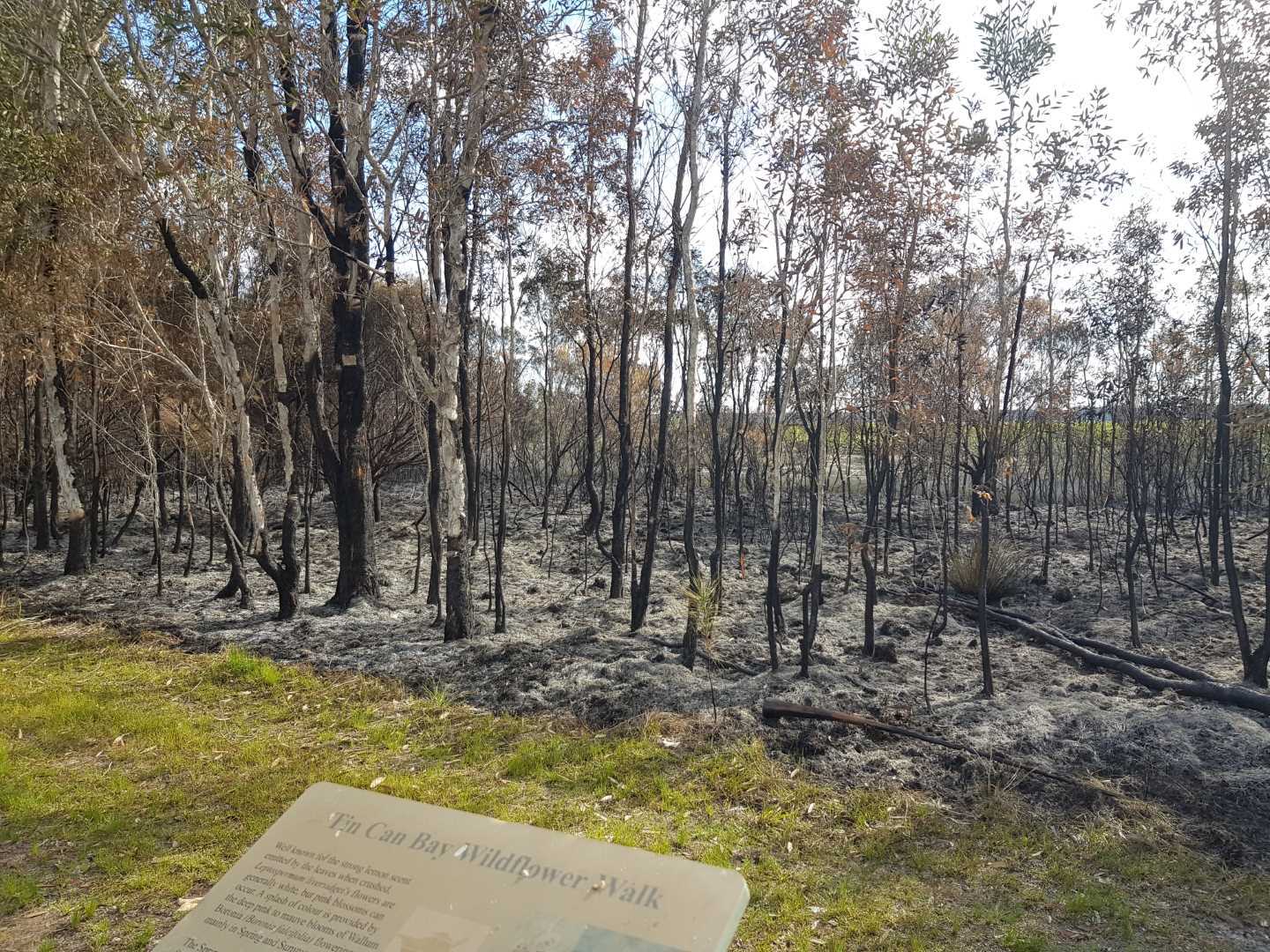 Wildflower Fire 2019 Foreshore Burnt