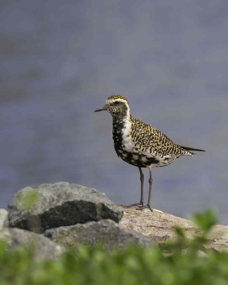 Pacific Golden Plover - image Scott Humphris