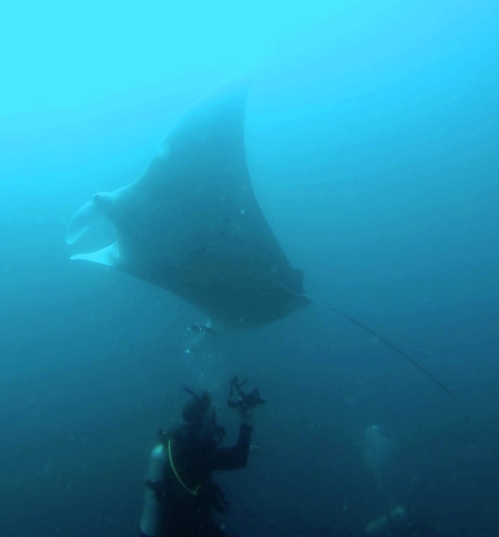 Manta rays: stars of the show