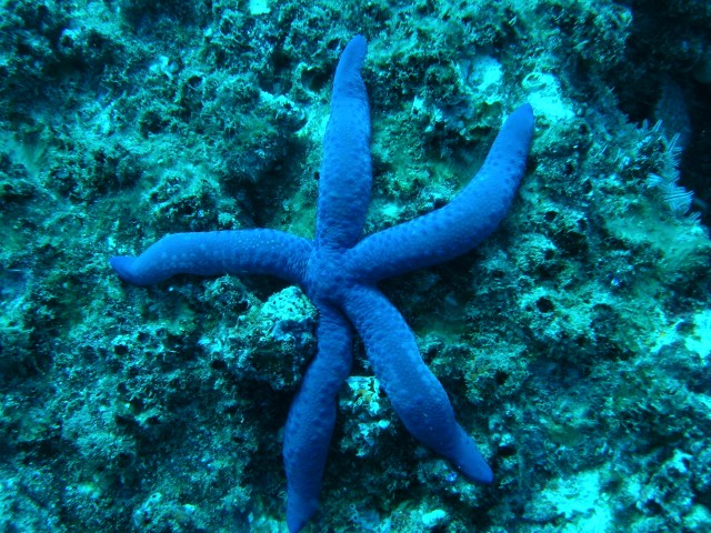 WOLF ROCK DIVE REPORT